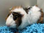 Adopt LUCKY a Guinea Pig