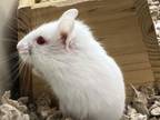 Adopt LORNA + 3 a Hamster