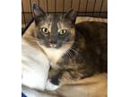 Adopt Prudence a Calico or Dilute Calico Domestic Shorthair / Mixed (short coat)