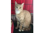 Adopt Peanut a Tan or Fawn Tabby Domestic Shorthair / Mixed (short coat) cat in