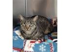 Adopt Jimmy a Brown Tabby Domestic Shorthair / Mixed (short coat) cat in East