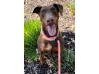 Adopt DAISY DOODLE a Doberman Pinscher