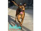 Adopt DESTINY a Pit Bull Terrier, Mixed Breed
