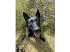 Adopt MARIAH a Belgian Shepherd / Malinois