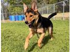 Adopt LUPINE a German Shepherd Dog