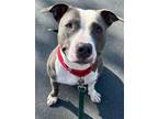 Adopt MIZUKI a Pit Bull Terrier