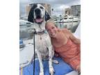 Adopt Jupiter a White - with Black English Pointer / Mixed dog in Los Angeles