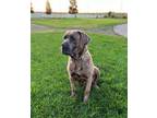 Adopt LEAH a Mastiff