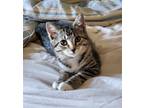 Adopt Bubble Tea (with Boba Tea) a Brown Tabby Domestic Shorthair / Mixed cat in