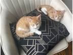 Adopt Toast (& Flakes) bonded a Orange or Red (Mostly) Domestic Shorthair /
