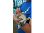 Adopt Wilda a Calico or Dilute Calico Domestic Mediumhair (medium coat) cat in