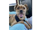 Adopt Nova a Tan/Yellow/Fawn Border Terrier / Schnauzer (Miniature) / Mixed dog