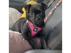 Adopt CLOVER a Pug, Mixed Breed