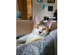 Adopt Sake a Calico or Dilute Calico Domestic Shorthair (short coat) cat in