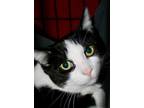 Adopt Cookie Monster a Black & White or Tuxedo Domestic Shorthair / Mixed (short