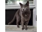 Adopt Siniy a Gray or Blue Russian Blue / Mixed (short coat) cat in Crestview