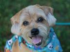Adopt Buddy - FREE TO ADOPT! a Tan/Yellow/Fawn Irish Terrier / Poodle