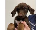 Adopt Polo a Mixed Breed (Medium) / Mixed dog in Rancho Santa Fe, CA (38649021)