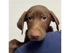 Adopt Papi a Mixed Breed (Medium) / Mixed dog in Rancho Santa Fe, CA (38649273)