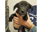 Adopt Auggie a Mixed Breed (Medium) / Mixed dog in Rancho Santa Fe
