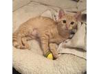 Adopt Campbell a Orange or Red Domestic Shorthair / Mixed cat in Drippings