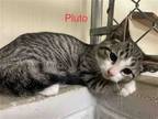 Adopt Lake, Park & Pluto a Domestic Shorthair / Mixed cat in York County