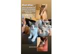 Adopt Allan a Domestic Longhair / Mixed (long coat) cat in Grand Junction