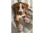 Adopt YOEL a Boxer / Labrador Retriever / Mixed dog in Lebanon, CT (38802621)