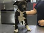 Adopt LICORICE a Pit Bull Terrier, Mixed Breed
