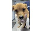 Adopt CHARTREUSE a German Shepherd Dog, Mixed Breed