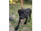 Adopt MABEL a Labrador Retriever, Mixed Breed