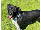 Adopt LULU a German Shorthaired Pointer, Australian Cattle Dog / Blue Heeler