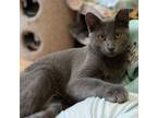 Adopt April a Gray or Blue Domestic Shorthair (short coat) cat in Fayetteville