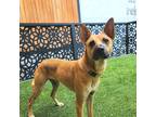 Adopt Miracle a Brown/Chocolate Belgian Malinois / Whippet / Mixed dog in Los