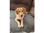 Adopt Elvis Aaron a Tan/Yellow/Fawn - with White Beagle / Redbone Coonhound /