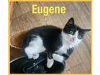Adopt Eugene (FCID# 07/05/2023-56) C a Black & White or Tuxedo Domestic