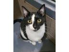 Adopt Phoenix a Domestic Shorthair / Mixed cat in Versailles, KY (38667647)