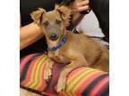 Adopt Angelo a Tan/Yellow/Fawn Dachshund / Mixed dog in Harrison, NY (38809119)