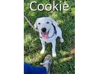 Adopt Cookie a White Mountain Cur / Mixed dog in Mountain View, AR (38668899)