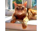 Adopt Jazzy a Orange or Red Domestic Shorthair / Mixed (short coat) cat in