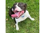 Adopt Mack- I'm in a foster home! a Black Pit Bull Terrier / Mixed dog in