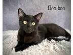 Adopt Boo-boo a All Black Domestic Shorthair / Mixed (short coat) cat in