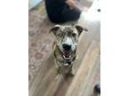 Adopt Pepper a Brindle Mixed Breed (Medium) / Mixed dog in St.