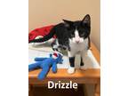 Adopt Drizzle a Black & White or Tuxedo Domestic Shorthair / Mixed cat in