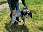 Adopt Eddie a Gray/Blue/Silver/Salt & Pepper Bluetick Coonhound / Mixed dog in