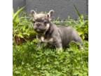 French Bulldog Puppy for sale in Stark City, MO, USA