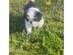 Japanese Chin Puppy for sale in Neodesha, KS, USA