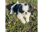 Japanese Chin Puppy for sale in Neodesha, KS, USA