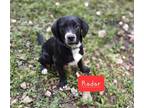 Adopt Radar a Black - with White Labrador Retriever / Mixed dog in St Louis