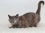 Adopt VERONICA a Domestic Short Hair